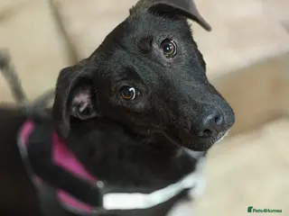 Mixed Breed dogs ❤️🐶 FISTASHKA – SHE WAITS QUIETLY… - Advert 11