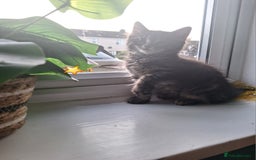 Domestic Shorthair cats for sale: 2 male kittens ready to leave today!  - Image 16