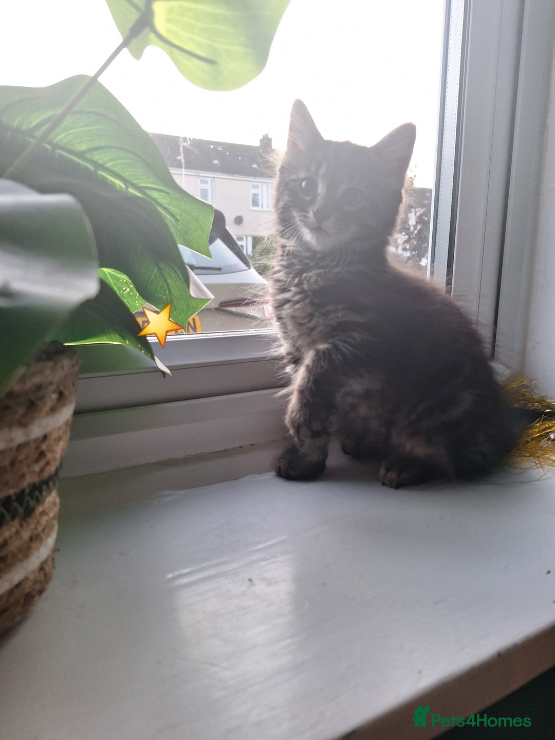 Domestic Shorthair cats for sale: 2 male kittens ready to leave today!  - Image 16