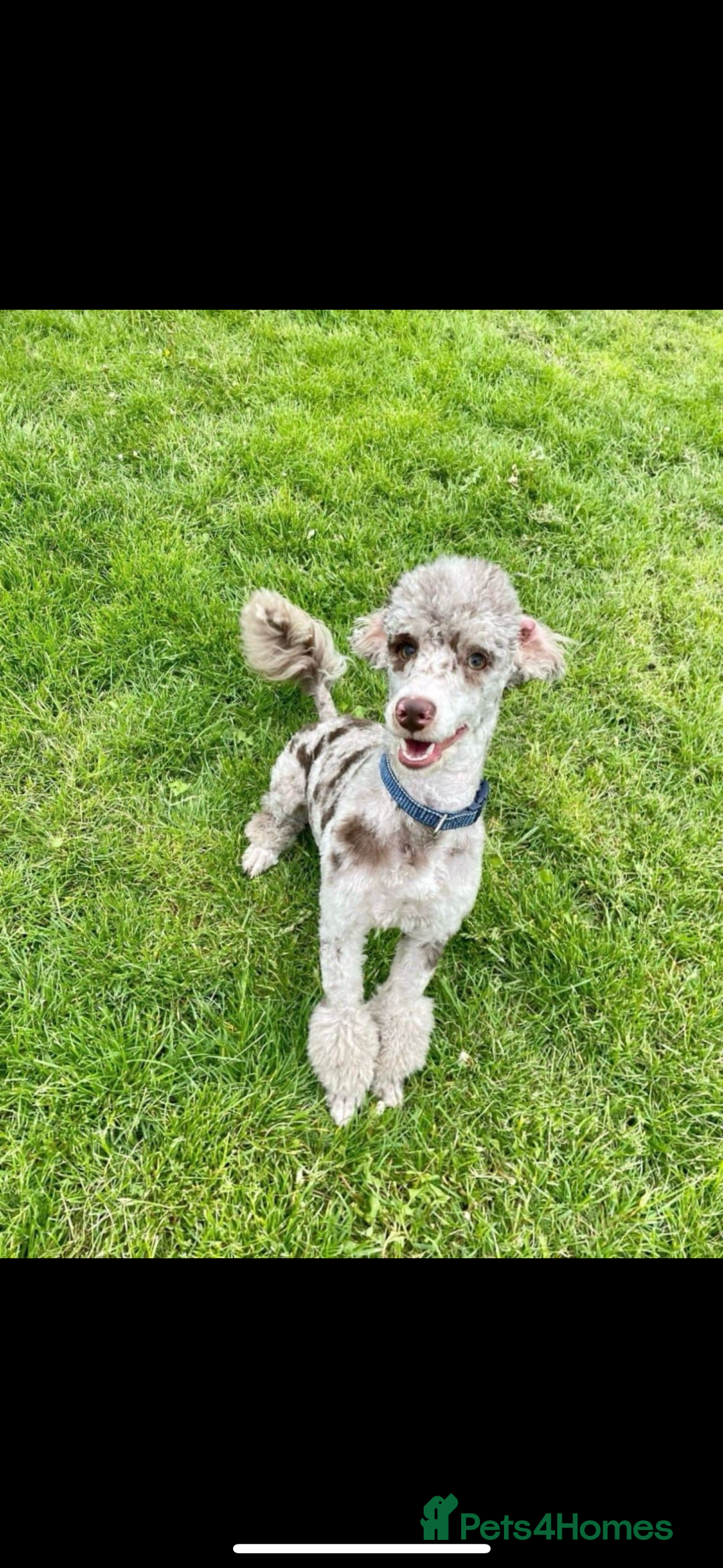 Cockapoo dogs for sale: F2  cockapoo puppies  - Image 22