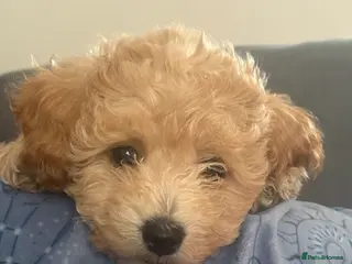 Cavapoochon dogs LAST 2 GIRLS LEFT READY TO LEAVE NOW - Advert 1