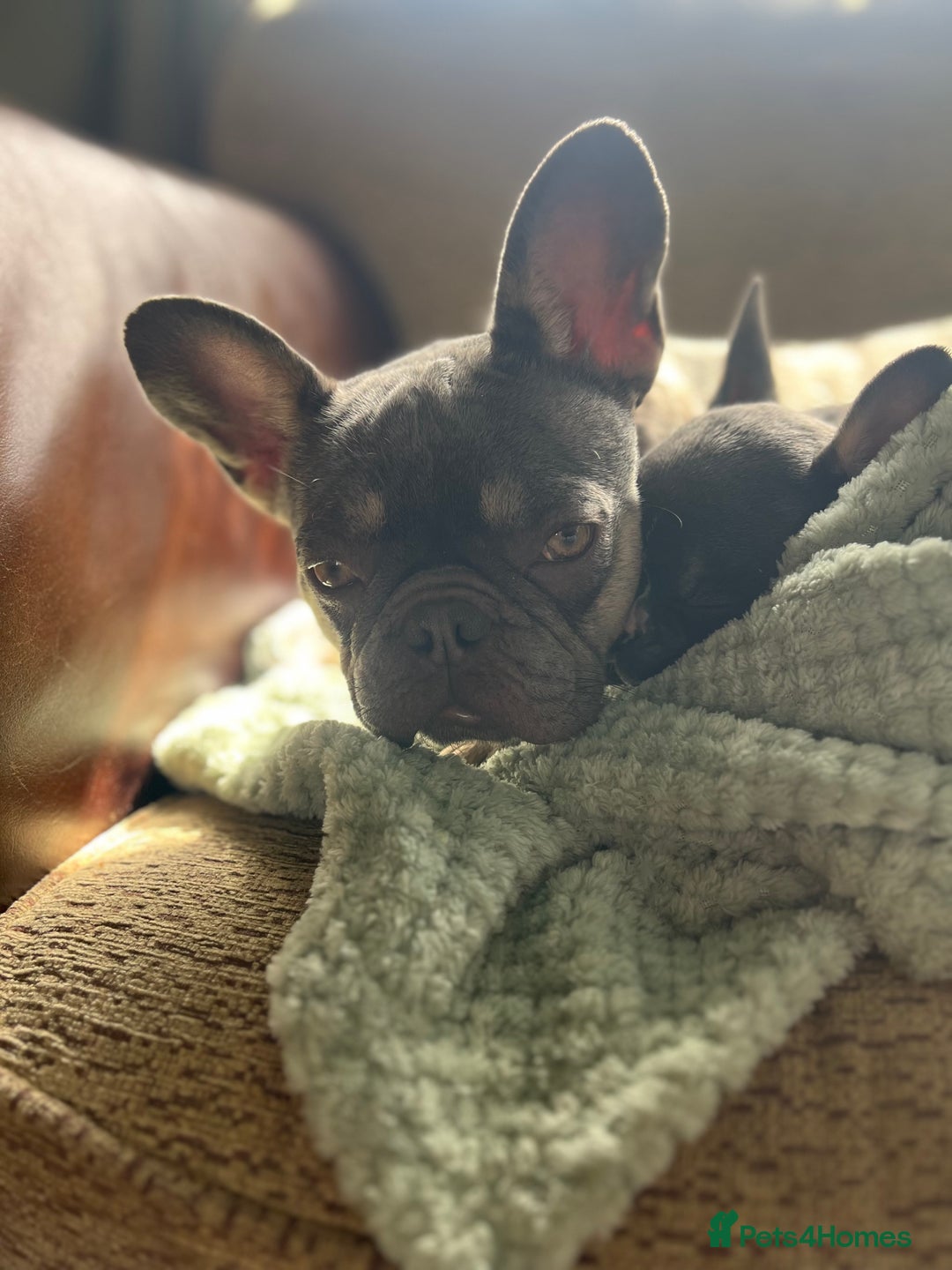 French Bulldog dogs for sale: Lilac Frenchton Girl  - Image 4