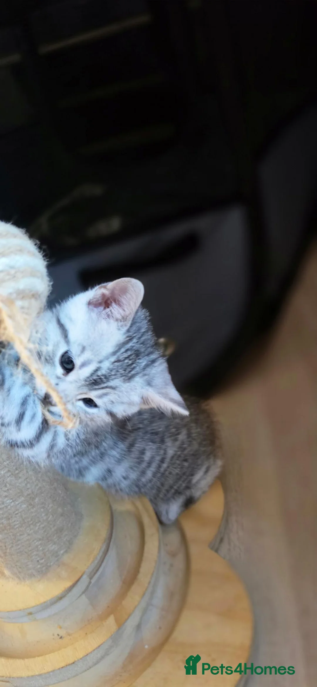 Bengal cats for sale: Bengal x British shorthair cross - Advert 5