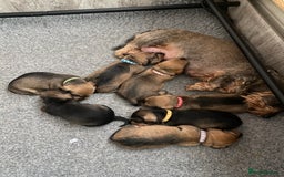 Miniature Dachshund dogs for sale: Supreme KC Miniature Wirehaired Dachshunds! - Advert 29