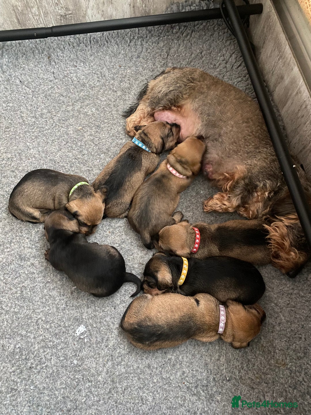 Miniature Dachshund dogs for sale: Supreme KC Miniature Wirehaired Dachshunds! - Advert 29