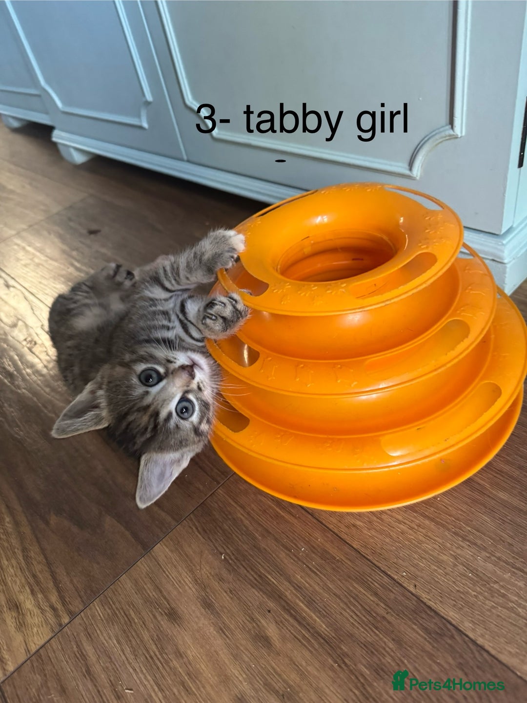 Mixed Breed cats for sale: Kittens (£250-£80) - Image 18