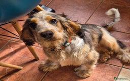 Cocker Spaniel dogs for sale: RESERVED Show Cocker Spaniel Gucci - Image 1