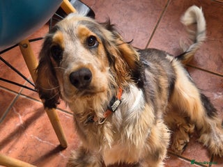 Cocker Spaniel dogs - Advert 27