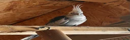 Cockatiels birds for sale: lutino and white faced Cockatiel - friendly pair - Advert 8