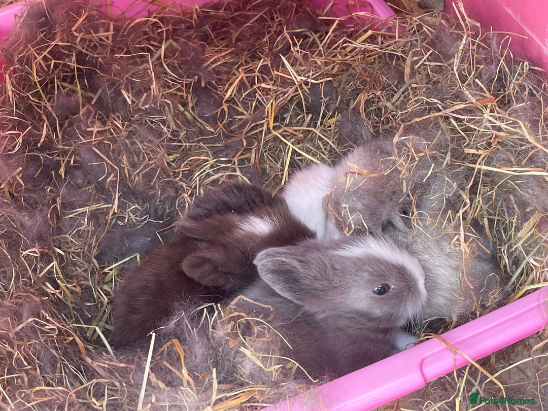 Lionhead rabbits for sale: 2 male left. 6 females  - Image 19