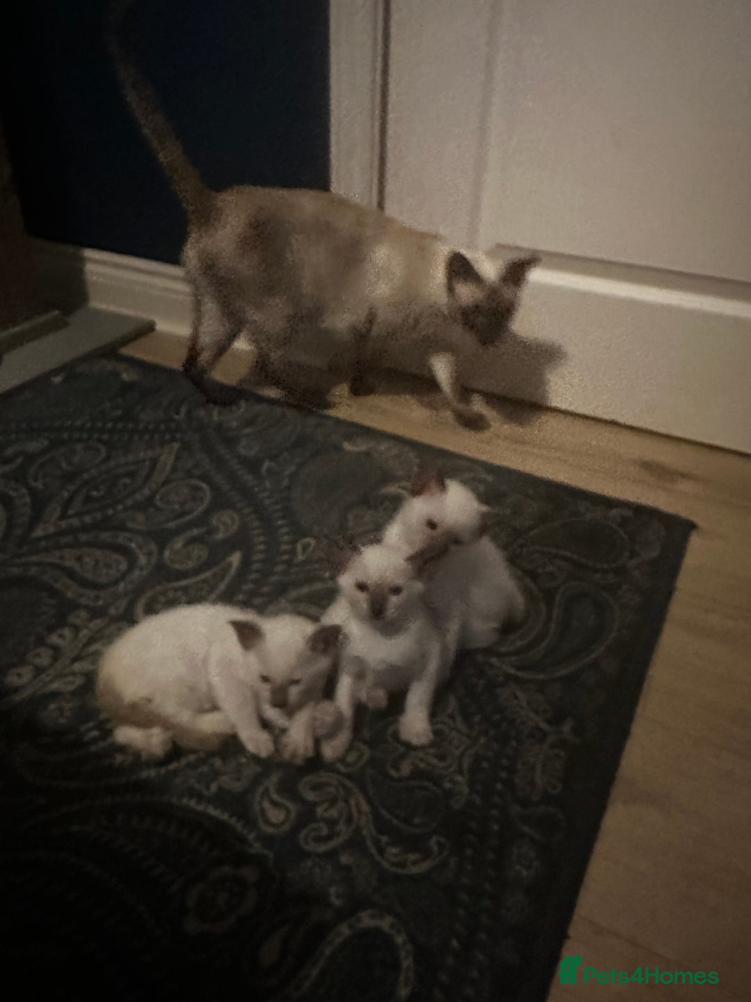 Siamese cats for sale: Beautiful Siamese females  - Advert 6