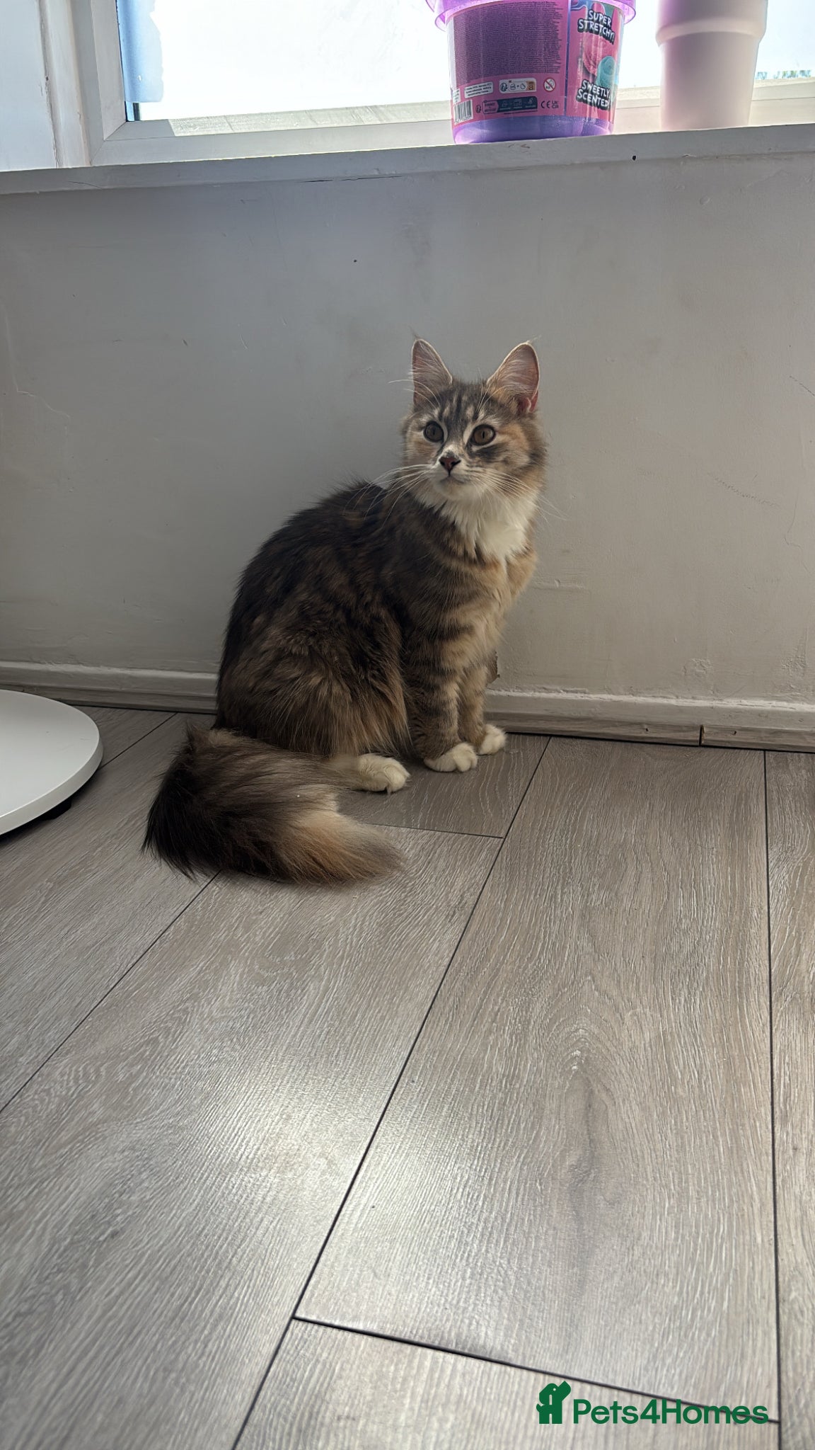 Mixed Breed cats Kittens - Advert 5