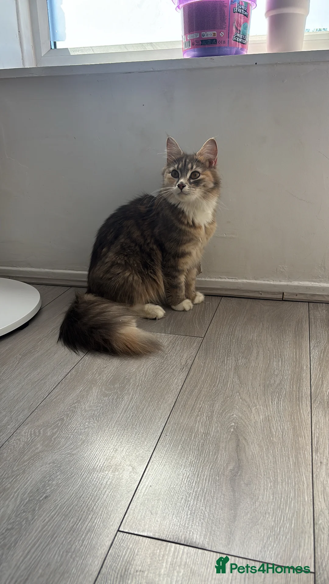 Mixed Breed cats for sale: Kittens - Advert 1