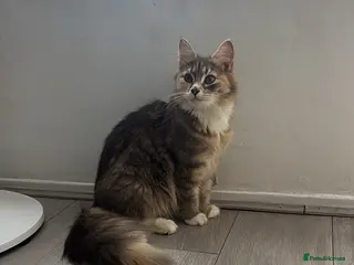 Mixed Breed cats Kittens - Advert 1