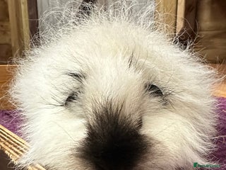 Guinea Pig rodents Teddy,Swiss and pet guinea pigs - Advert 18