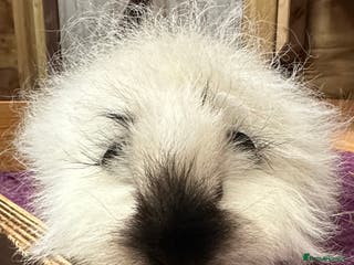 Guinea Pig rodents Teddy,Swiss and pet guinea pigs - Advert 13