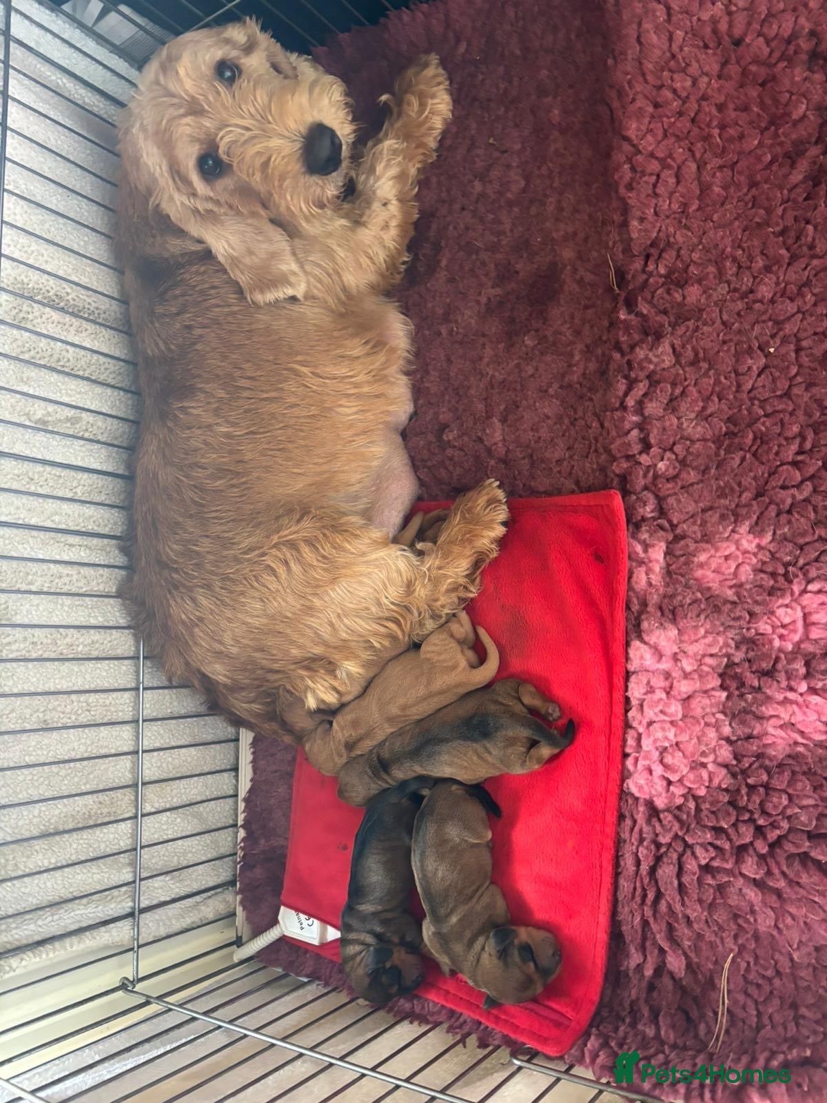 Basset Fauve De Bretagne dogs for sale: Basset Fauve Puppy Male - Advert 2