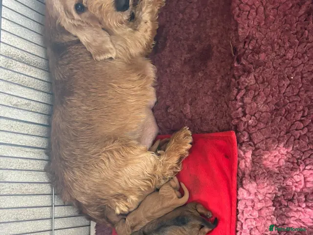 Basset Fauve De Bretagne dogs for sale: Basset Fauve Puppy Male - Advert 2