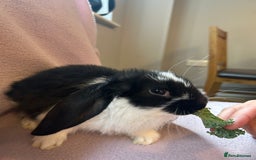 French Lop rabbits for sale: Beautiful French lop babies  - Image 1