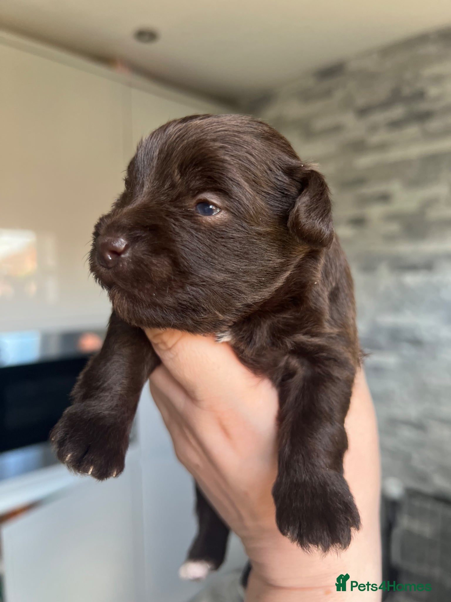 Miniature Schnauzer dogs KC MAC/BVA Chocolate Boy Miniature Schnauzers - Advert 1