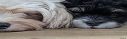 Havanese dogs for sale: Adorable Havanese Puppy Boy Available - Advert 6