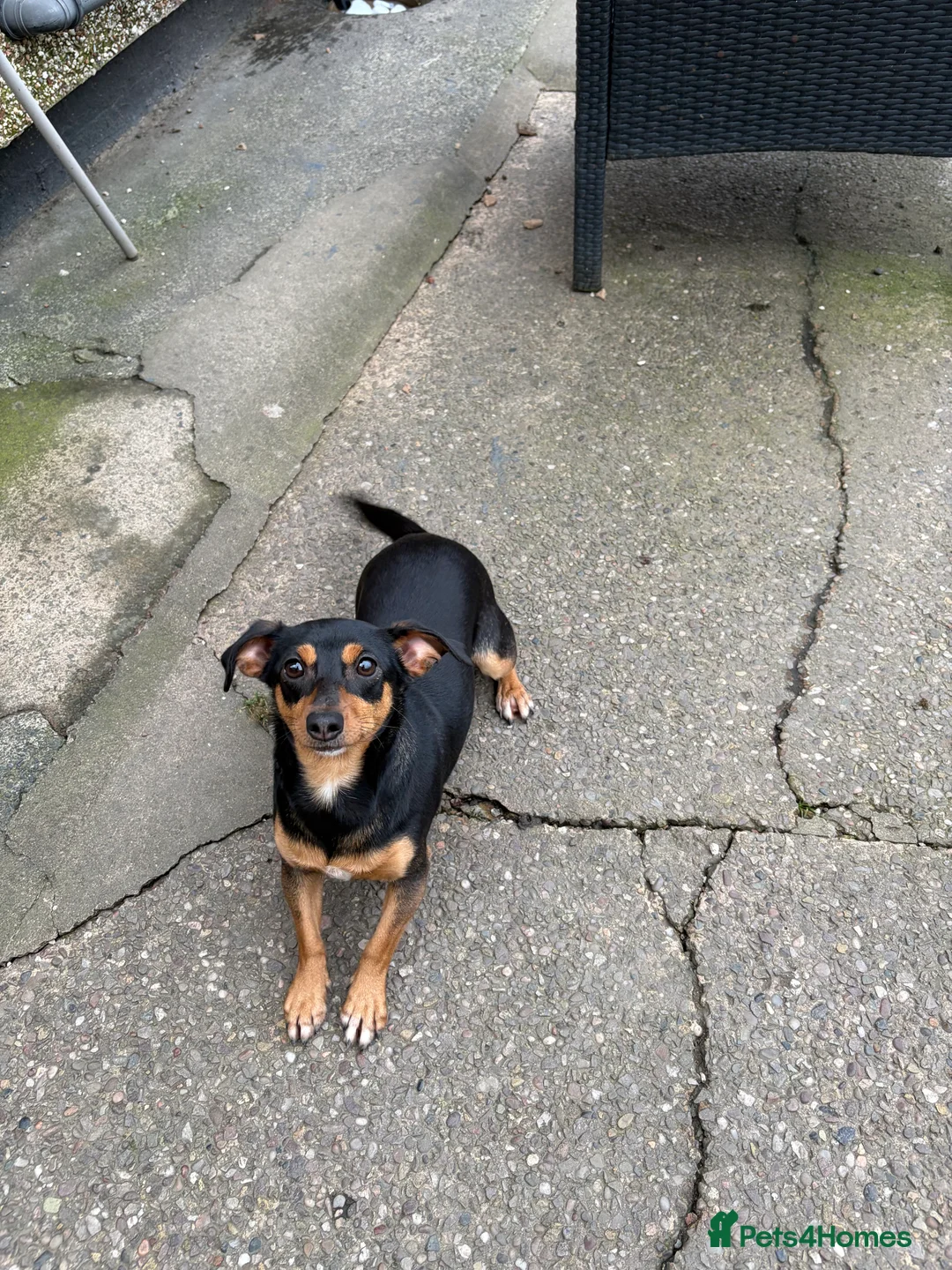 Chiweenie dogs for sale: 1 year old chiweenie female - Advert 2