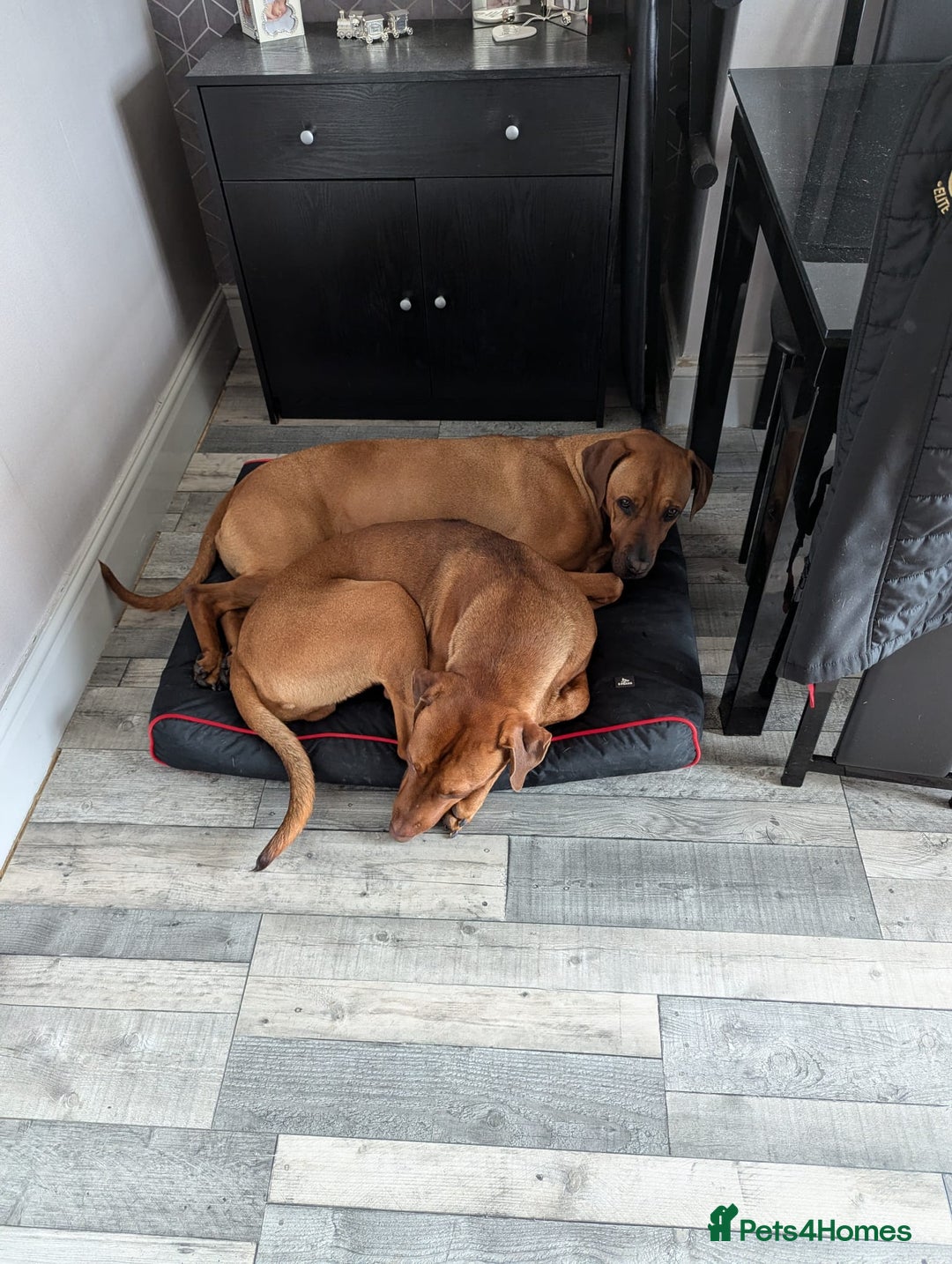Mixed Breed dogs for sale: Rhodesian ridgeback x breed - Advert 3