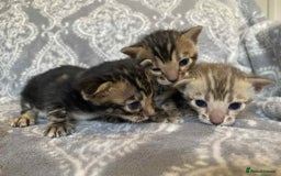Bengal cats for sale: STUNNING TICA reg Bengal kittens ready to reserve - Image 5