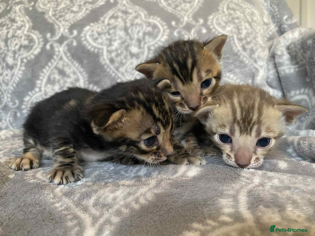 Bengal cats for sale: STUNNING TICA reg Bengal kittens ready to reserve - Image 5