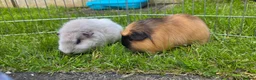 Guinea Pig rodents for sale: Two female guinea pigs  in Ripley - Advert 2