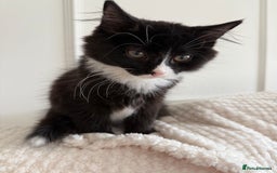 Mixed Breed cats for sale: Our Beautiful Dice - Image 11