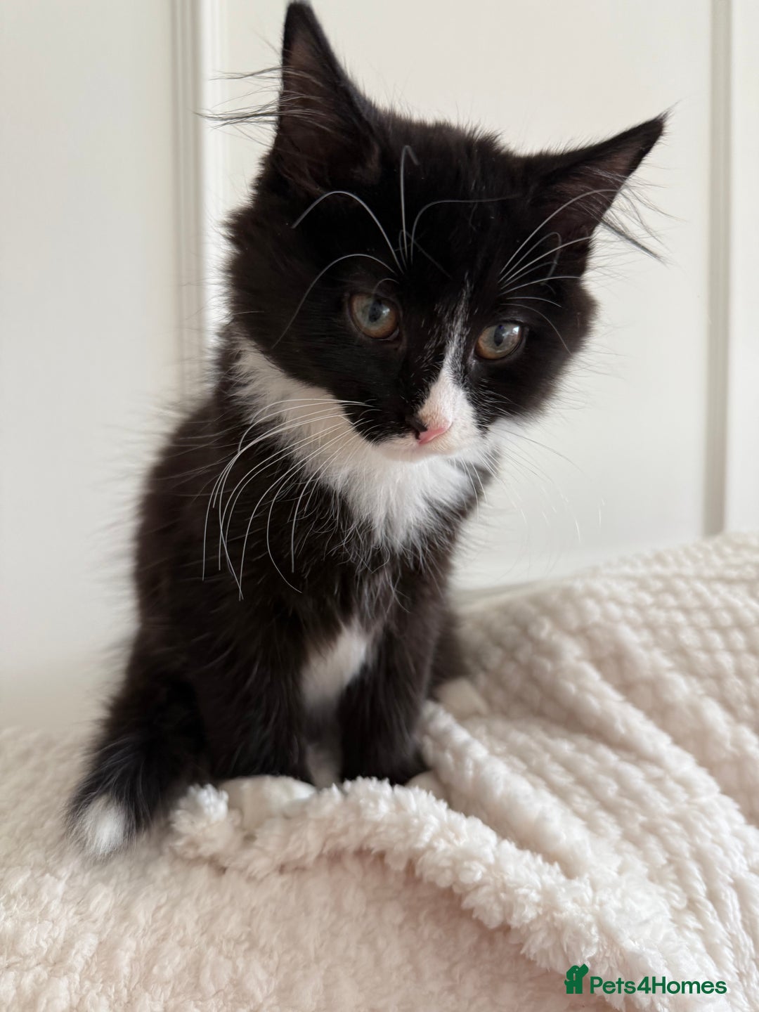 Mixed Breed cats for sale: Our Beautiful Dice - Image 11