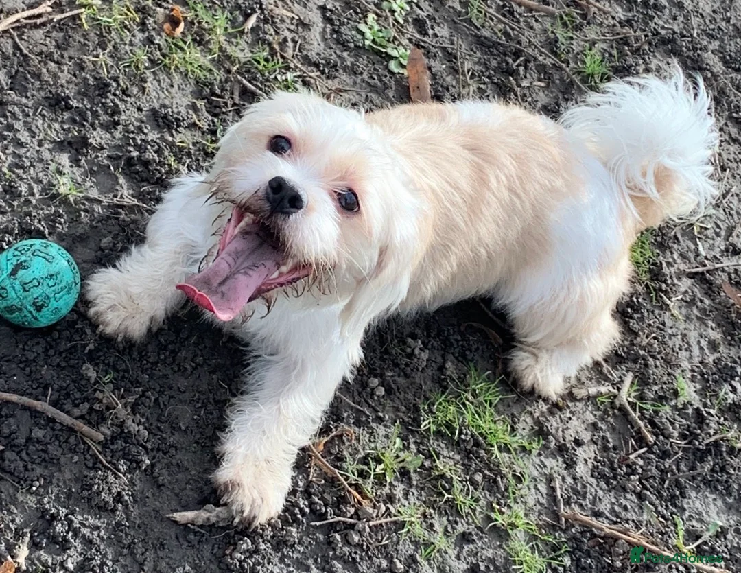 Mixed Breed dogs for sale: Buddy Shih Tzu Seeking an Always-Home Companion - Advert 6
