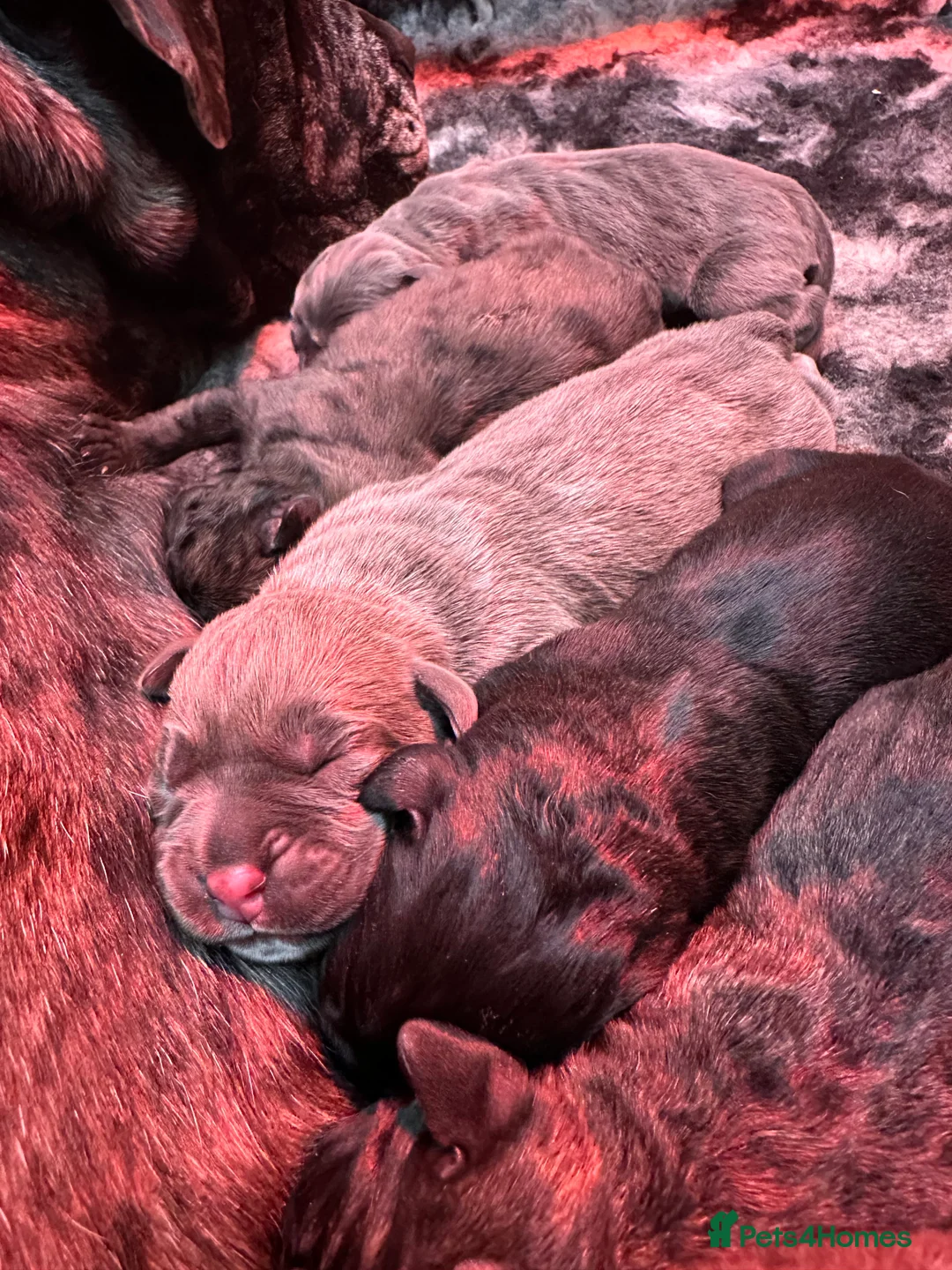 Cane Corso dogs for sale: Stunning cane corso puppy’s  - Advert 5