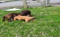 Cocker Spaniel dogs for sale: 💗 2 girls ready now 💗 - Image 5