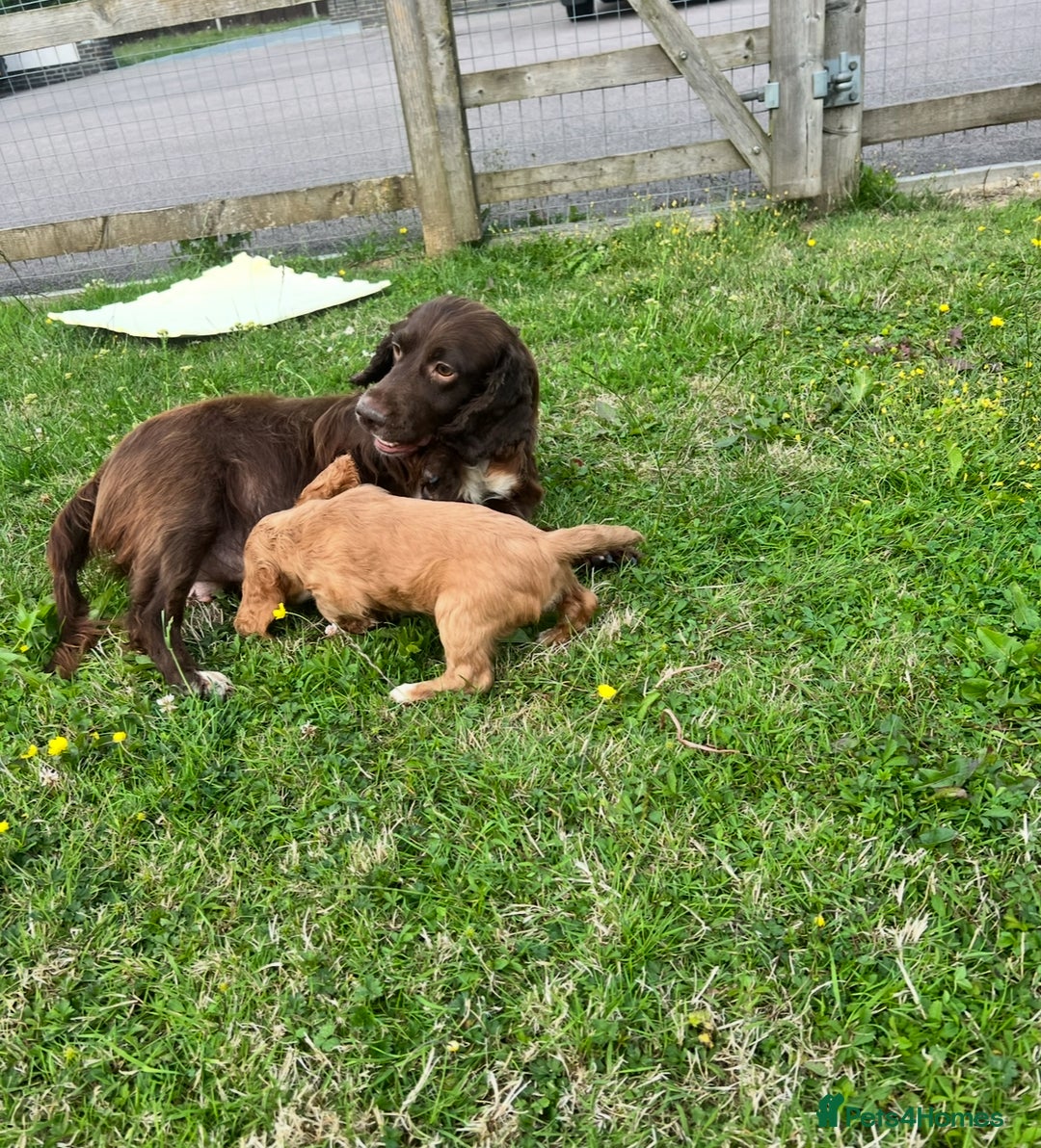 Cocker Spaniel dogs for sale: 💗 2 girls ready now 💗 - Image 5
