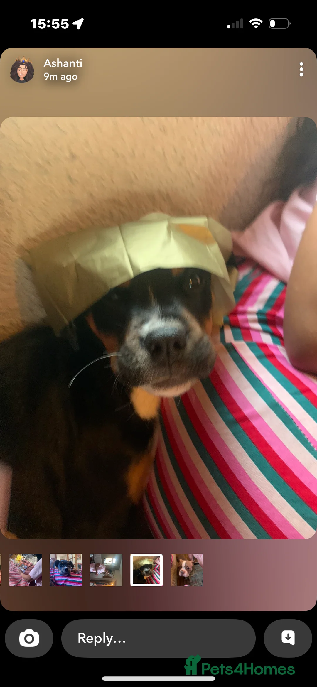 Mixed Breed dogs for sale: Box across Rottweiler 6months old  - Advert 4