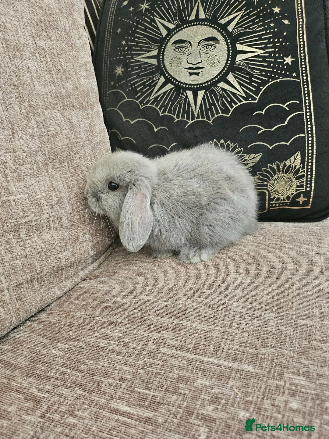 Mini Lop rabbits for sale: Mini Lops for Sale - Advert 6