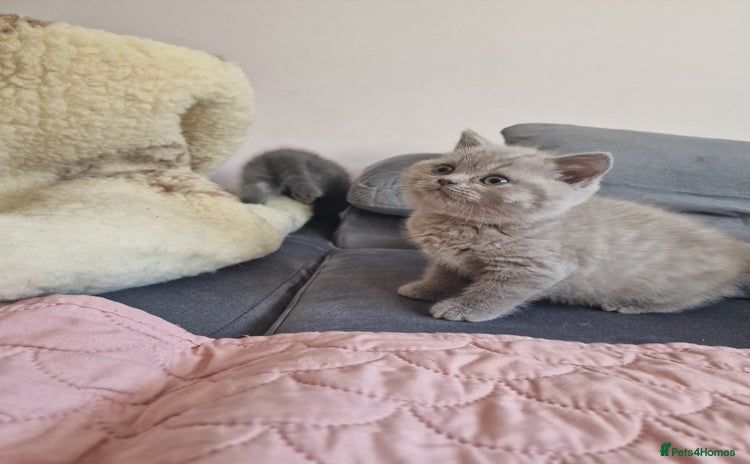 British Shorthair cats - Advert 14