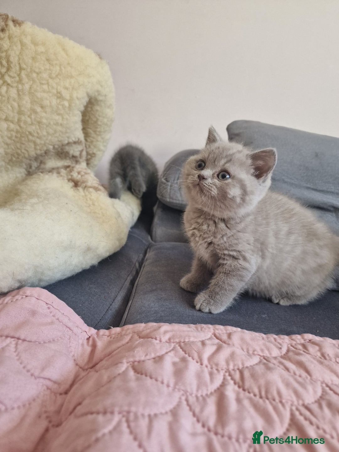 British Shorthair cats for sale: British shorthair kittens  - Image 1