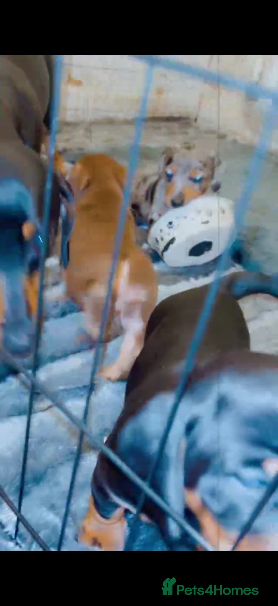 Dachshund dogs Dashcund pup - Advert 1