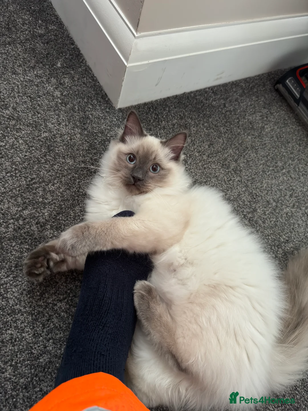 Ragdoll cats for sale: 2 ragdolls for rehome Bonded Pair  - Advert 2