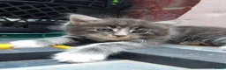 Mixed Breed cats for sale: Kitten for rehoming  in Mansfield - Advert 30