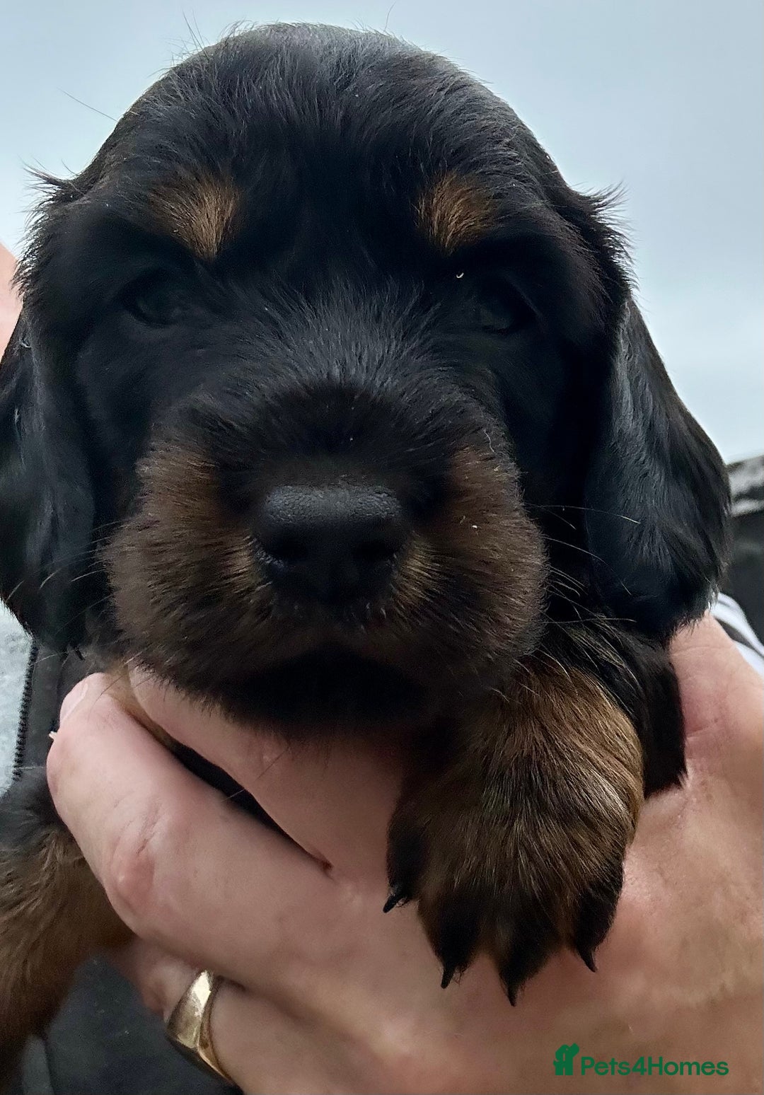 Dachshund dogs for stud: LONGHAIRED KC REG TRI COLOURED STANDARD FOR STUD  in Lancaster - Advert 17