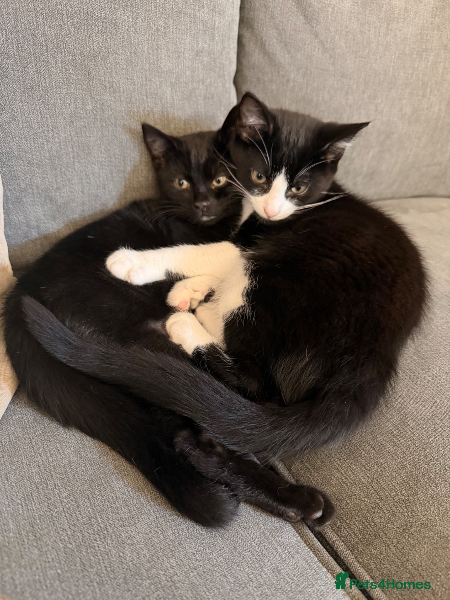 Mixed Breed cats Max and Milo - Advert 2