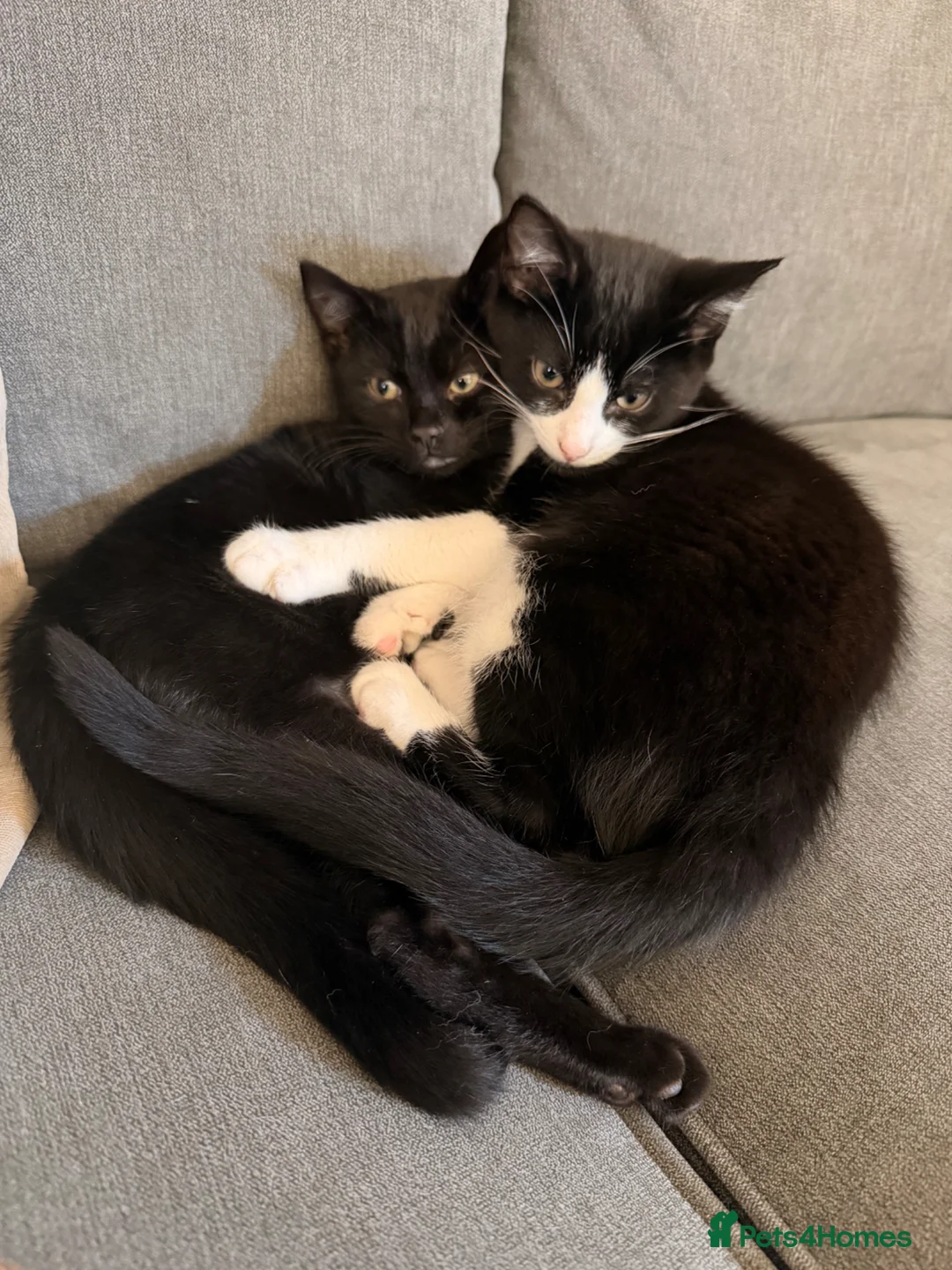 Mixed Breed cats for sale: Max and Milo - Advert 1