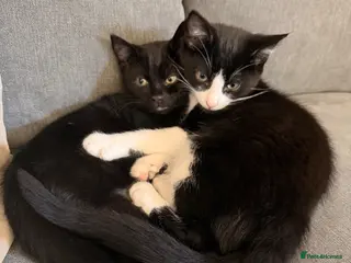 Mixed Breed cats Max and Milo - Advert 1