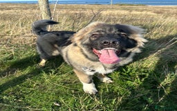 Caucasian Shepherd Dog dogs for sale: Caucasian shepherd  - Advert 5