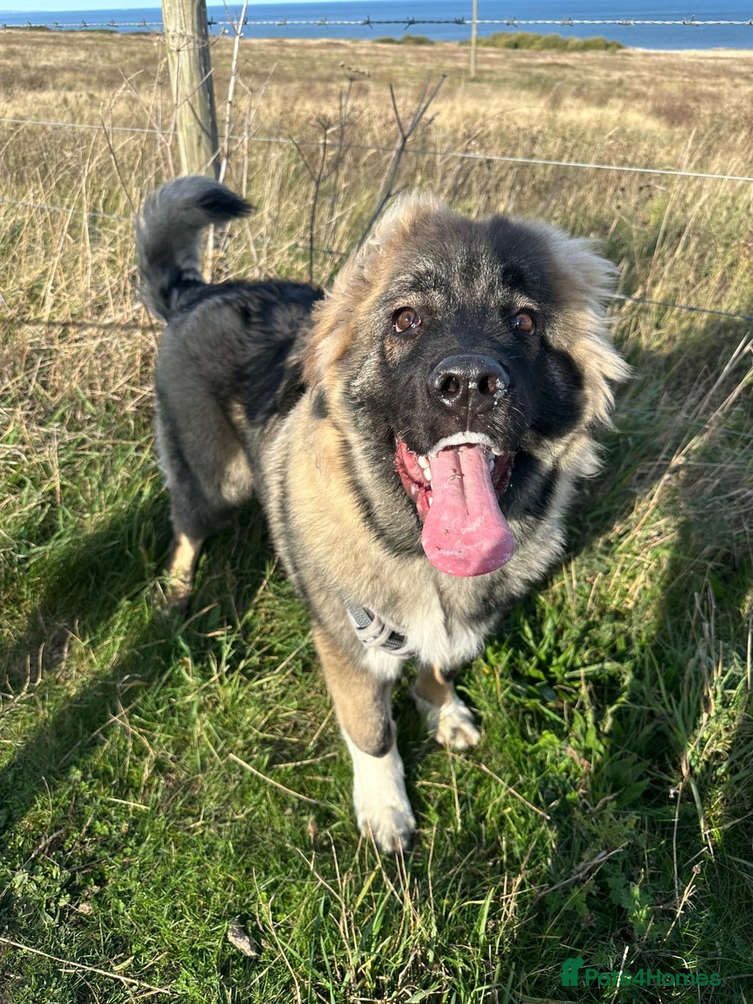 Caucasian Shepherd Dog dogs for sale: Caucasian shepherd  - Advert 5