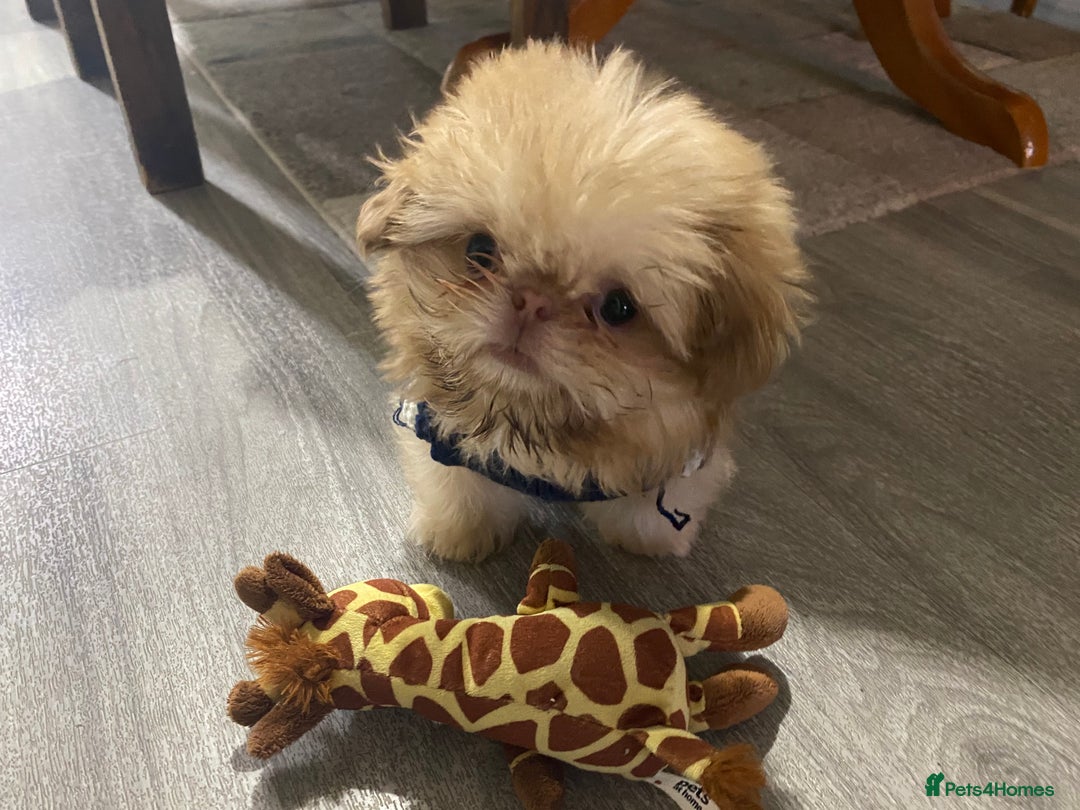 Shih Tzu dogs for stud: Imperial Shitzu - Image 8